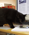 Blacky